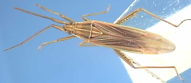 Stenodema calcaratum